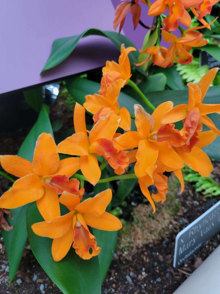 Mary Vaux Walcott orchid hybrid