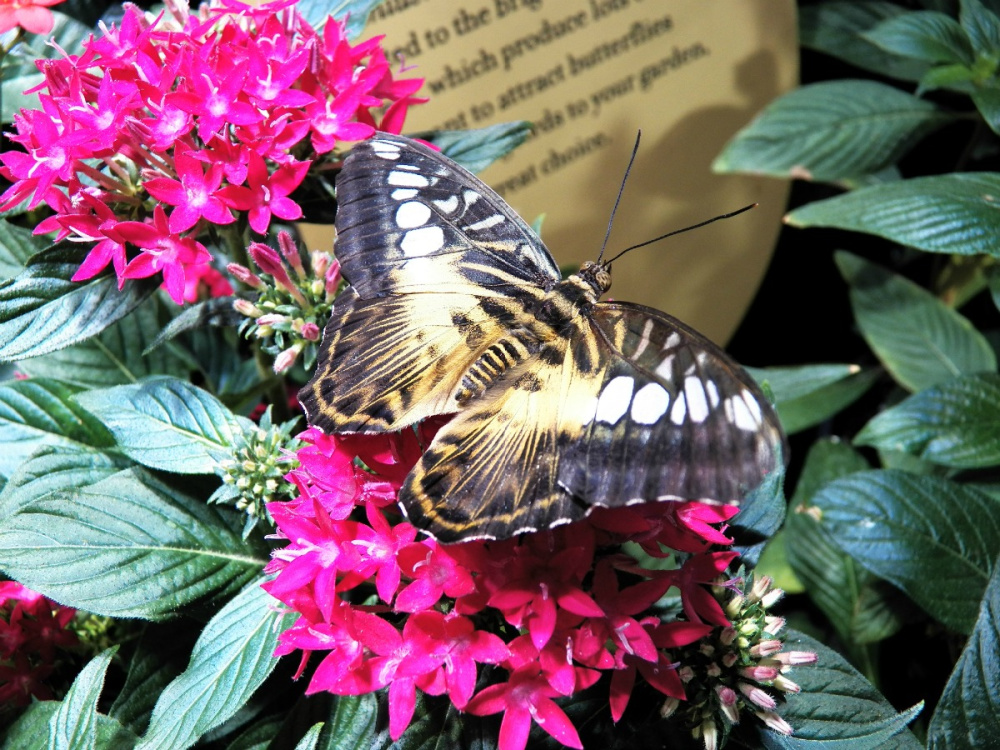 Butterfly on flowers