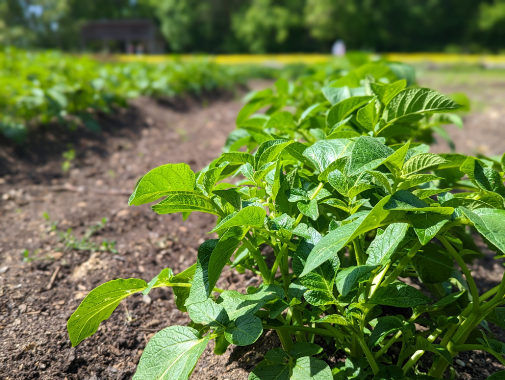 Mount Vernon garden