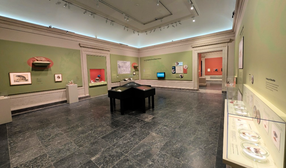 Little Beasts exhibit