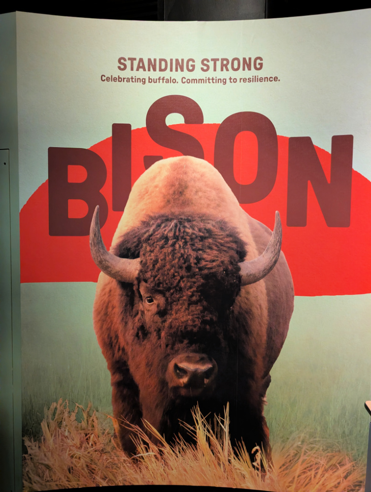 Bison: Standing Strong