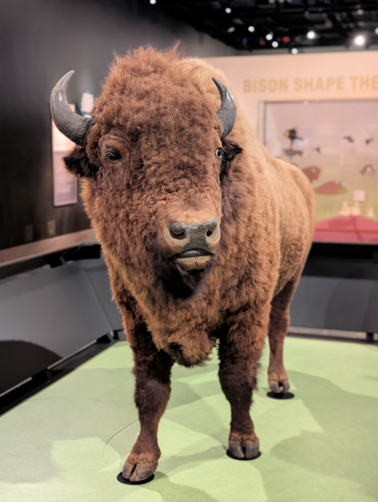 Bison taxidermy